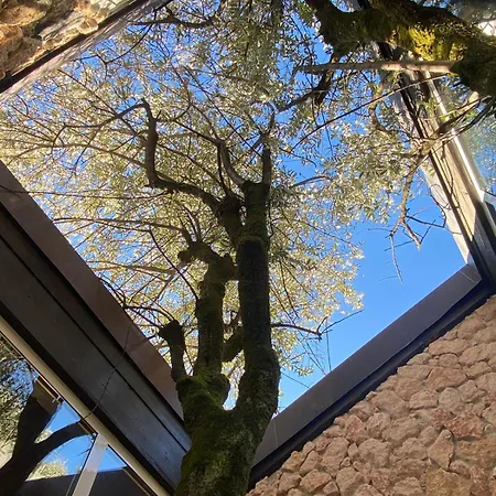 The Tree - View And Terrace Villa